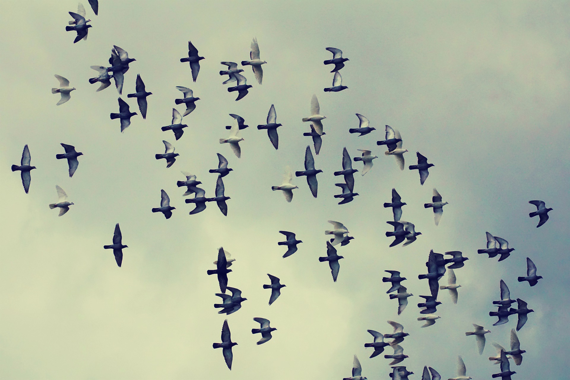 Птички летят бомбить текст. Птицы летают. Стая птиц. Стая голубей. Стая птиц летит.